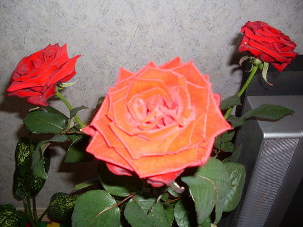 Оксана Мардыко