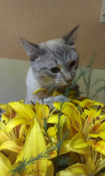 Алёна Сапункова