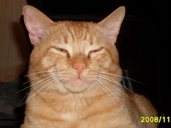 Веронишка Владимировна