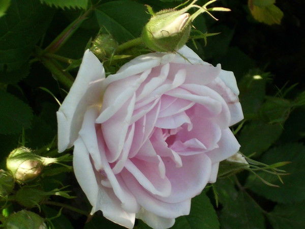 Анатолий Кузнецов