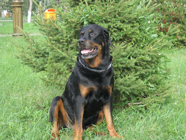 Рокки Король