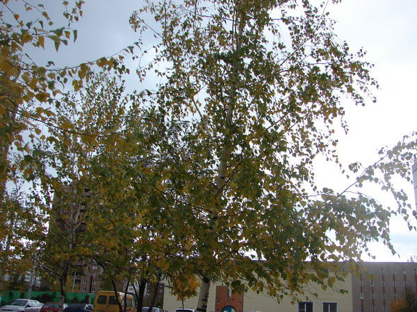 Хафиз Булатов