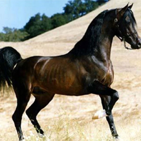 Тимур Гасанов