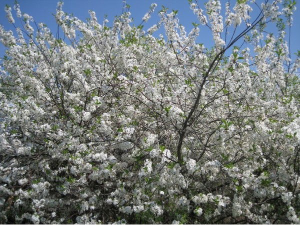 Надежда Щетинина