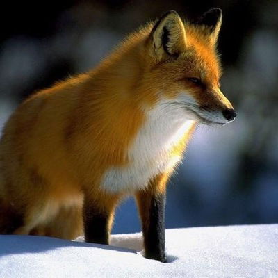 Софья Кашеварова