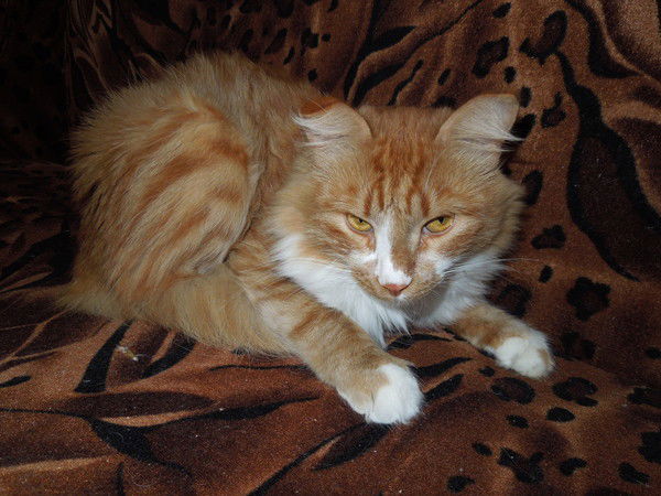 Надежда Решетина