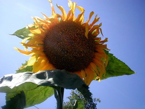 Светлана Баталова