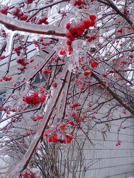 Нигора Курбонова