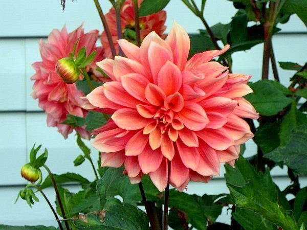 Сауле Тлеубергенова