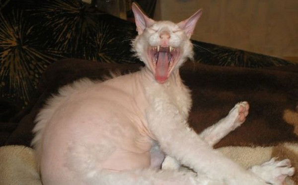 Кот Мартовский