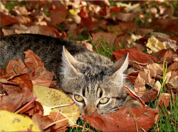 Анна Кучеренко