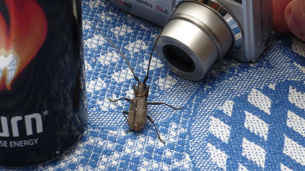 Дмитрий И Чё?