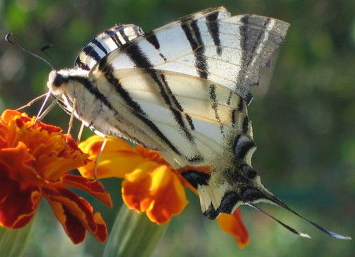 Василий Гогинашвили
