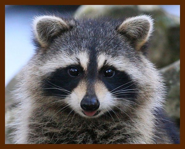 Ирина Богданова