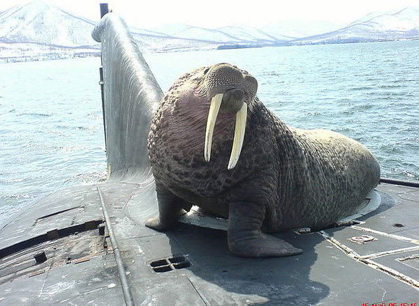 Александр Гусев