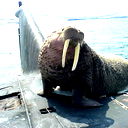 Александр Гусев