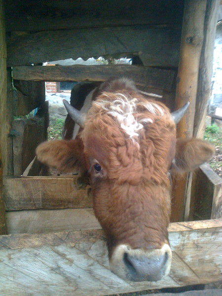 Рамазан Батараев