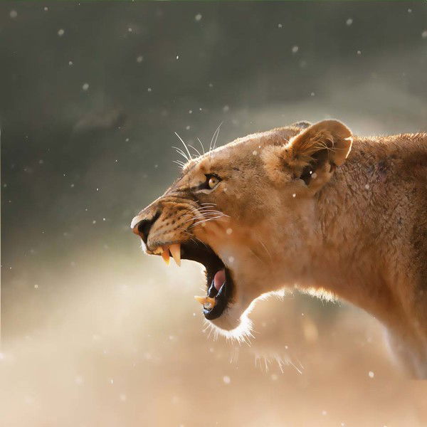 Наталья Кривель