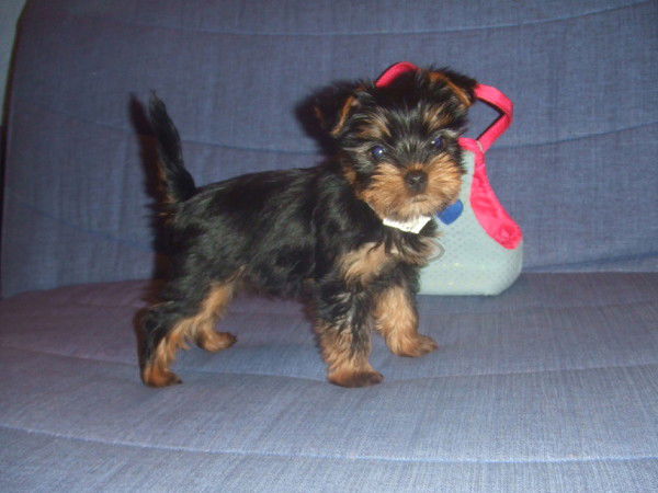 Svetlana Shchetinina