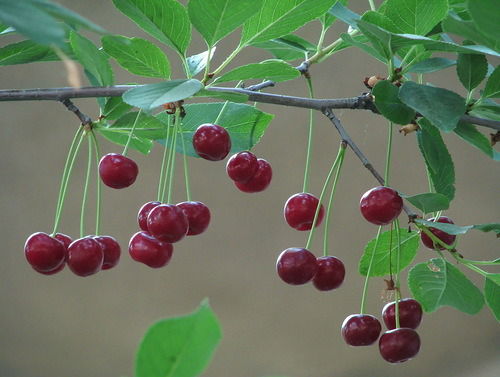 Анастасия Крылова