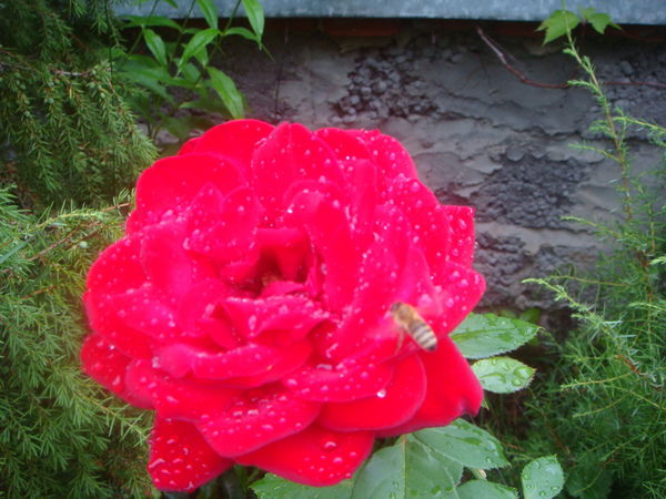 Стройкомплекс-М Стройкомплекс-М