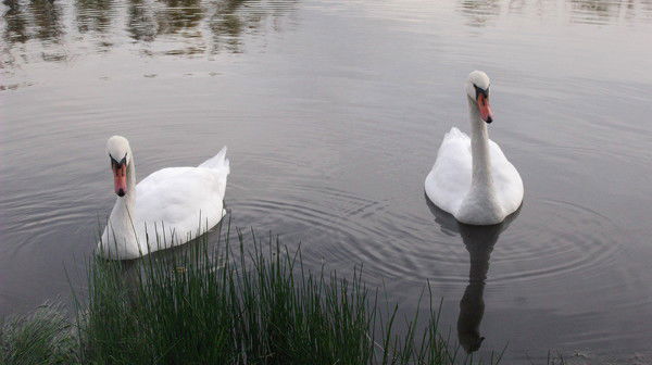 Юлия Моллекер