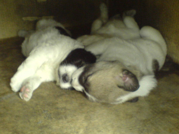 Серик Козыбаев