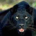 Татьяна Чернова