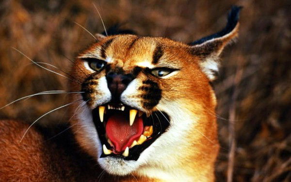 Ирина Мокрова