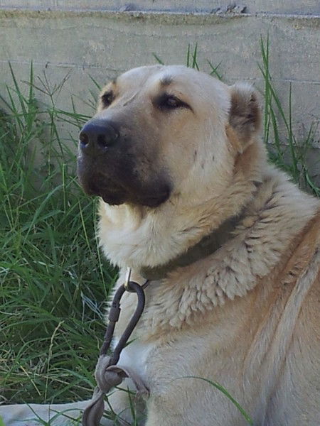 Ержан Самрук