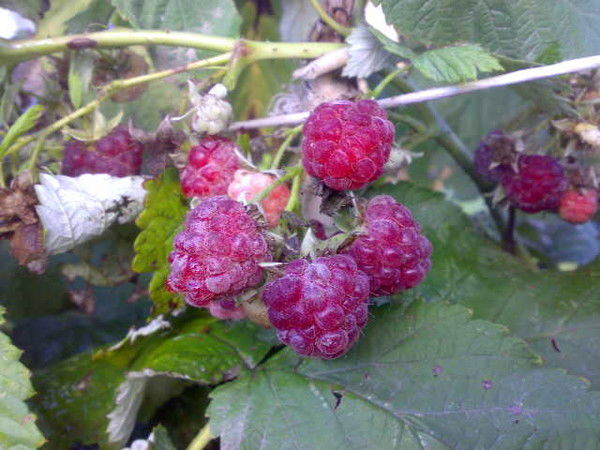 Узлипат Гафурова