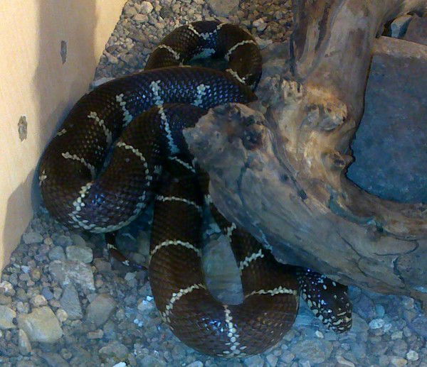 Павел Воронов