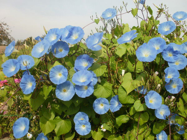 Лана Кравчук