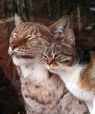 Олеся Фирман