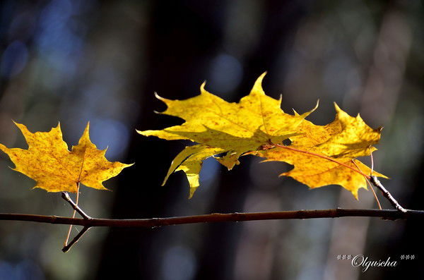Багдагуль Сарсен