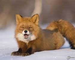 Ольга Пилипенко