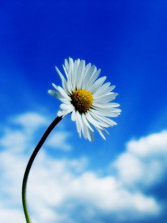 Анна Кононова