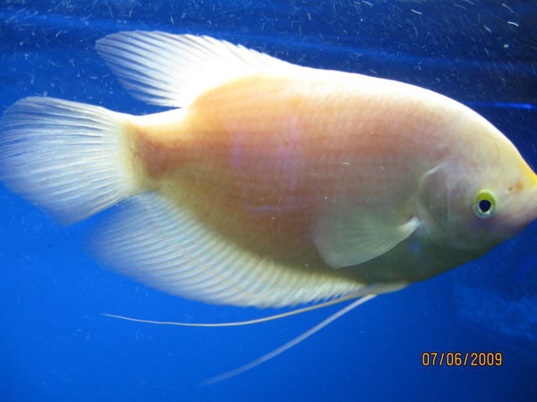 Евгений Вау