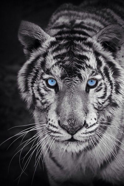 Анастасия Светенкова