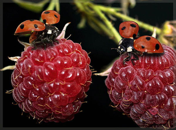 Галина Толстикова