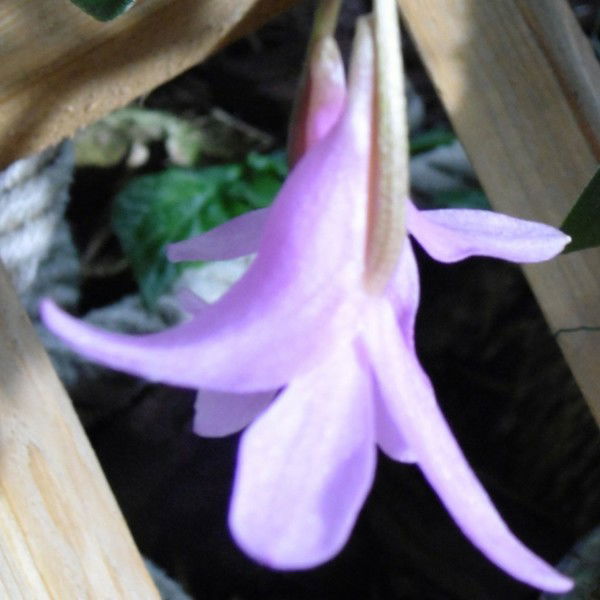 Виктория Вертакова