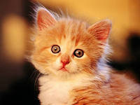 Полина Романюк