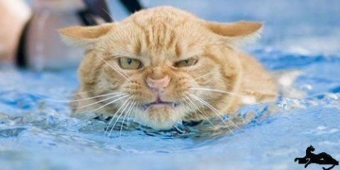 Василий Дмитреев