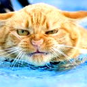 Василий Дмитреев