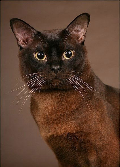 Елена Дубаева