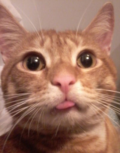 Константин Мочалов