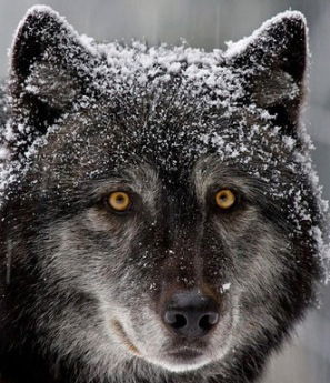 Александр Памурзин