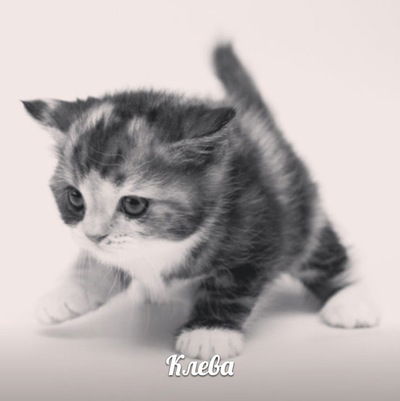 Мария Макарова