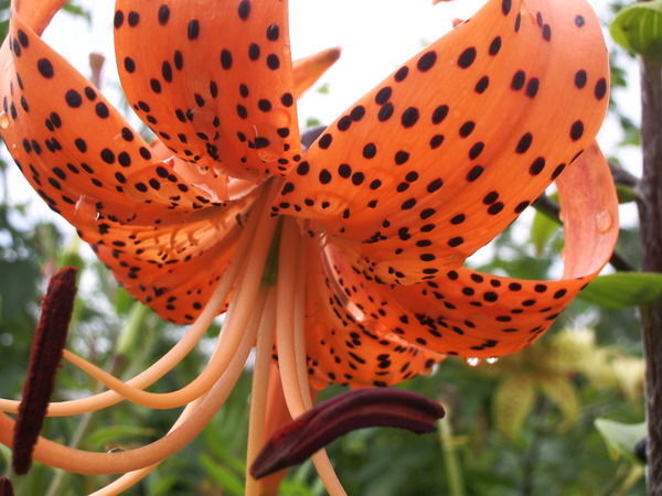 Лилия Журавель