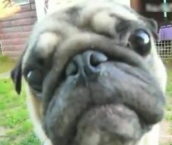 Сергей Степанов